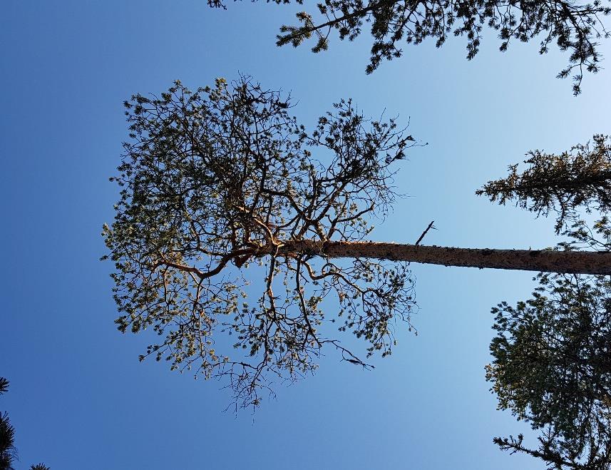 det urskiljas vissa värdeelement och värdestrukturer som ett flerskiktat trädbestånd, naturligt föryngrad skog med