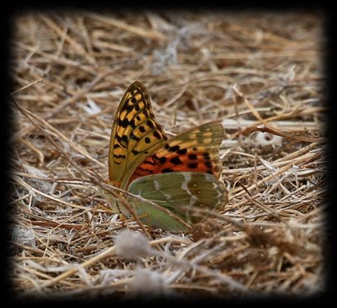 Fjärilar Tufted marbled skipper Puktörneblåvinge Rödgul höfjäril Lang s short-tailed blue Eastern pale clouded yellow Kamgräsfjäril