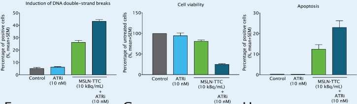 telangiectasia and Rad3-related; MSLN, mesothelin; OVCAR-3, ovarian carcinoma cell line; TTC, targeted thorium conjugate.