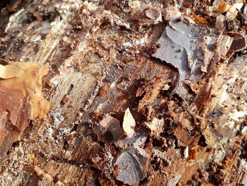 Skogsstyrelsen 8(12) Här ses skarptandade barkborrar under barken och i fullt födosöksgnag.