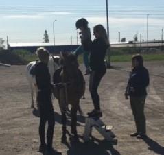 Special Olympics Games i Göteborg var rekordmånga med ifrån hela landet. Snöskolöpning i Rättvik var det deltagare med ifrån FUB Köping.