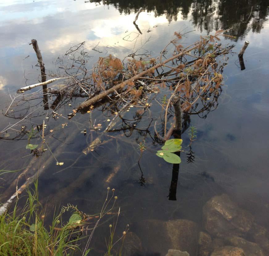 F Risvase Hultebräan Enkel biotopvård som gynnar fisken och fisket.