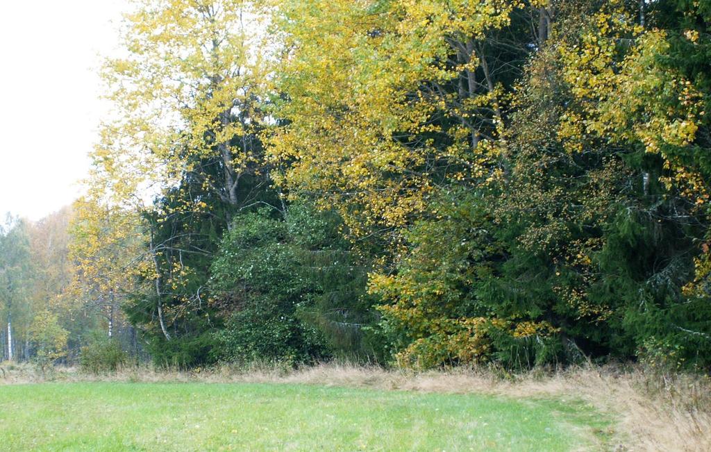 Naturvårdande åtgärder i skogsbryn I skogsbrynen förekommer träd & växter som vi annars sällan ser i