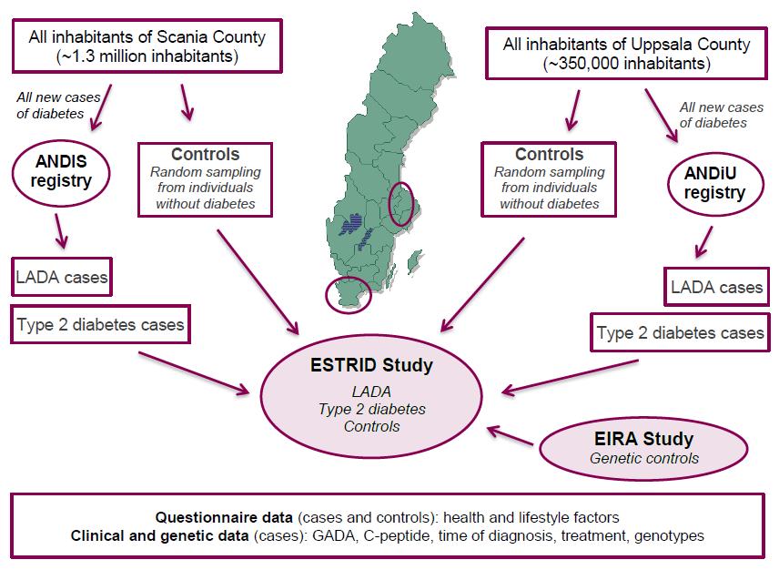Figure 4.1. Schematic of the ESTRID study. 4.1.3 Clinical information Fasting blood samples were collected at time of registration in ANDIS and ANDIU.