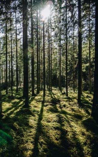 3 av 10 är ganska säkra på vad de ska välja för program till gymnasiet FRÅGA: Du går i åttan nu, och i nian ska du göra ditt val till gymnasiet. Har du börjat fundera på vilket program du ska välja?