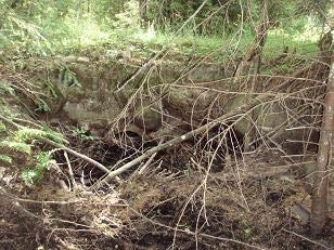 Vegetationen kring ån vid vägarna var av blandskogskaraktär och täckningen var god (klass 3). Om utter föredrar och passera under är ytterst tveksamt men över är inga problem.