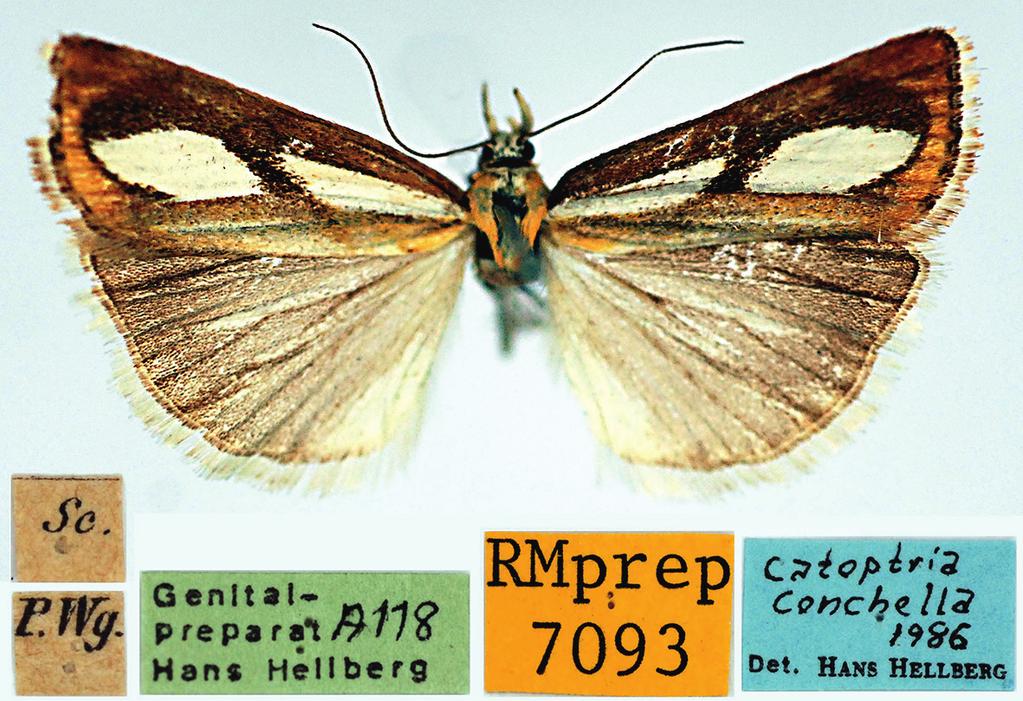 Småfjärilsfynd i Sverige 2015 Figur 8. Ett av exemplaren av Catoptria conchella (D. & S.