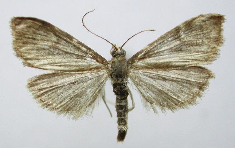 Arten har inte setts i Sverige på över 40 år. Den kan förväxlas med några andra arter, men teckningarna är utslätade och vingspannet är bara 18-19 mm. Foto: JanOlof Björklund.