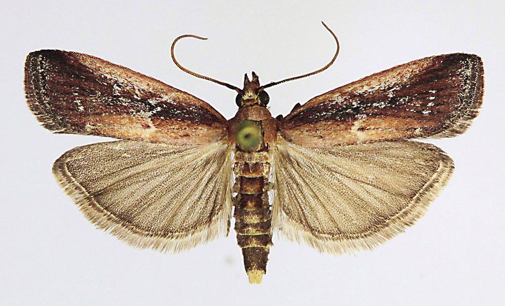 ) with the typical oblique, whitish fascia between the wing base and the antemedial line. SUECIA, Öl., Gårdby sandstäpp, 27.VII.2001, leg. coll. Bengt Å. Bengtsson. Slide BÅB 6481. b) D.