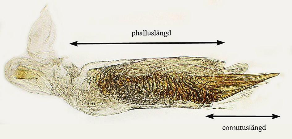 a Småfjärilsfynd i Sverige 2015 a b c b Figur 5. a) Phallus hos Delplanqueia dilutella (D. & S.), brunt timjansmott. Längden hos cornutus är bara högst hälften av den hos hela phallus. Gen.prep.