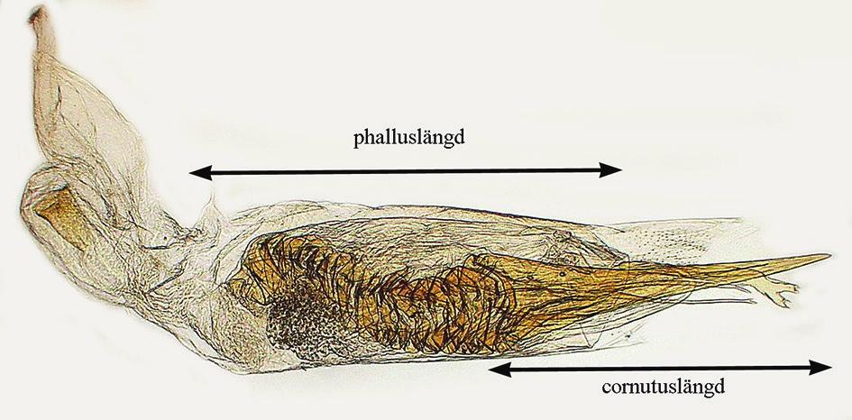 a) Phallus of Delplanqueia dilutella (D. & S.). The length of cornutus is at most half of that of the phallus. Slide BÅB 6481. b) Phallus of D. dilutella (D. & S.). The length of cornutus is at least 70 % of that of the phallus.