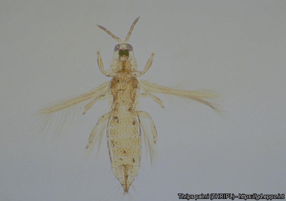 Exempel - utbrott tidigt i kedjan Fynd av Thrips palmi i ett växthus med förökningsmaterial, som odlaren anmäler till Jordbruksverket.