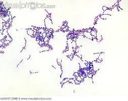 Pneumokocker Grampositiva kocker