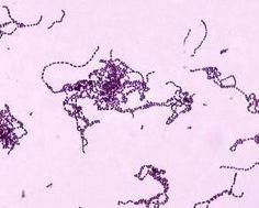 Betahemolytiska streptokocker Grupp A, Streptococcus pyogenes