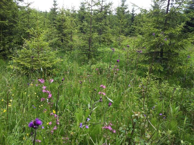 Inga nya fynd av ängsskäreplattmal eller väddnätfjäril gjordes, däremot påträffades liten bastard svärmare på två platser och violett guldvinge på en lokal. Område 11.