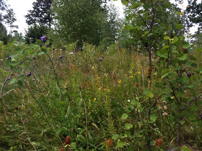 längre norrut är Natura 2000-område med