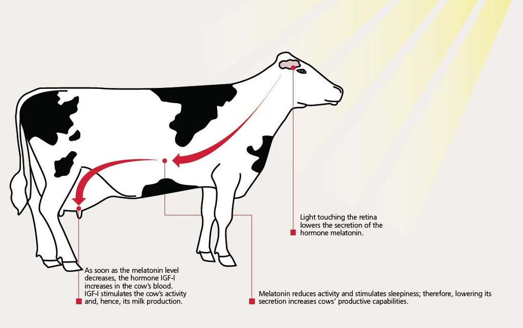 1. The importance of Light for dairy cows Why is optimum light distribution in the barn important for the cows?