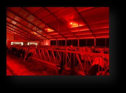 3. Light plan calculation: LED fixtures Light calculation: Lely L4C LED L4C LED 250 fixtures Average light level in