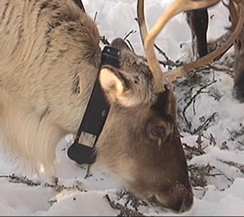 Och alla väntar på statens digitala gränser av olika slag: Deer & Company Färsk blockdatabas inklusive gröda från Jordbruksverket för utveckling av digitala tjänster Komatsu Forest