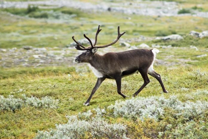 Rennäring Behov av sensordata - Satellitbilder för upprättande av renbruksplaner Geodata - Sammanställer databas med omvärldsfaktorer till rennäringen, behöver då många typer av data, särskilt vad