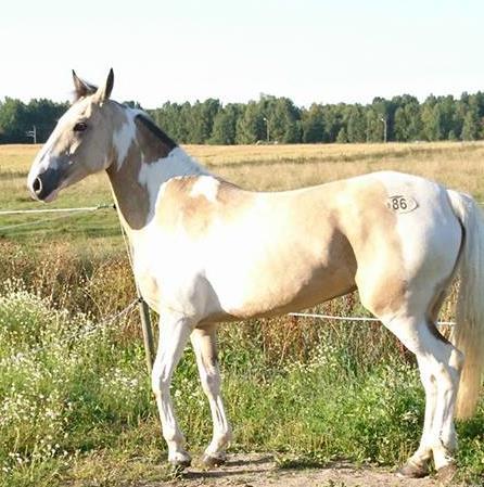 Ridterminen med ordinarie lektioner följer i stort sett skolterminerna.