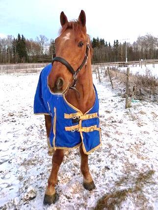 En lyckad satsning till en ny målgrupp som har möjlighet att rida på dagtid när ridhuset är ledigt.