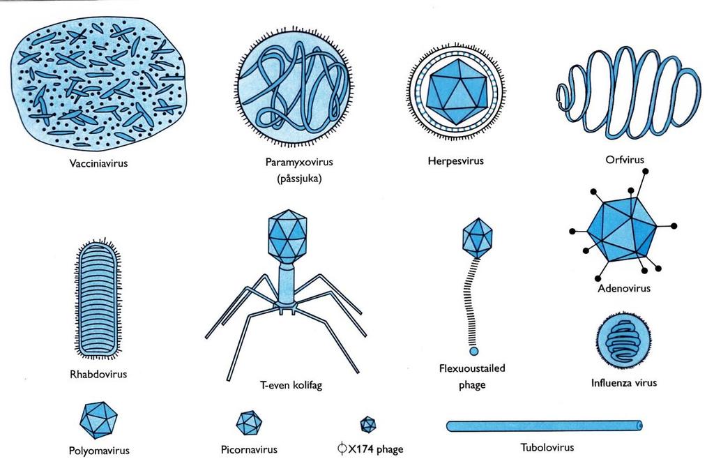 HUMANPATOGENA VIRUS Görvälngruppen - Norrvatten, Stockholm