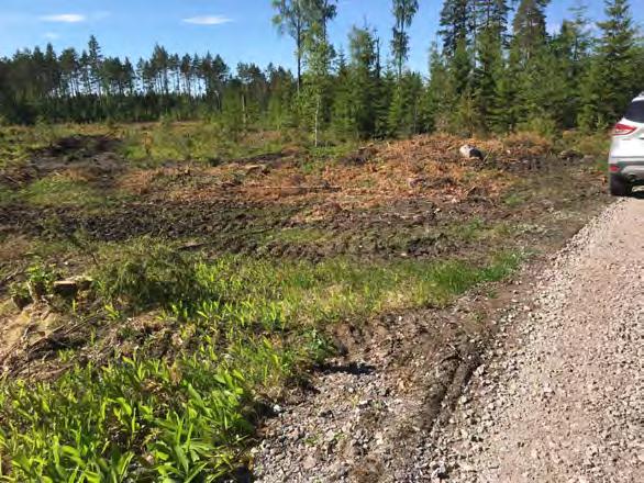 Åtgärder Breda vägkanter skapas genom att tall och gran tas bort på vardera sida av vägen.