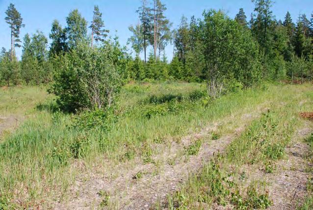 Vändplan efter röjning år 2011. Kärkärlväxtarter: ängsvädd, ängsgentiana Fjärilar: väddnätfjäril, violettkantad guldvinge Mål Öppen och bred skogsbilväg och vändplan med mycket ängsvädd.