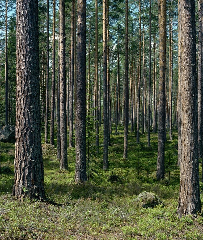 Konkurrenskraftig vedförsörjning Avtal om att förvärva Bergvik Skog Öst i november 2018 Förvärvet förväntas slutföras i slutet av maj eller början av