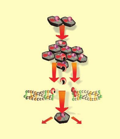 I boken om cancerforskningens framsteg ("Progress of Cellular Medicine") har Dr. Rath dokumenterat sin vetenskapliga upptäckt att vissa essentiella ämnen, bl.a. aminosyran lysin, utgör naturliga "blockeringar" för kollagennedbrytande enzymer.