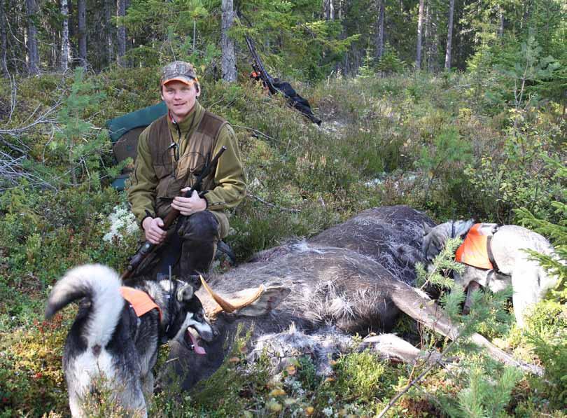 Älgförvaltning inom Orsa Besparingsskog I Jordägaren nr 38 skrev vi att älgavskjutningen 2007 inte varit så låg sedan 1954, totalt sköts 38 älgar inom hela området.