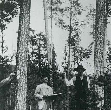 Ingemar minns: Stämpling av rotposter Stämplarlag i arbete på näringsfattig tallhed. Foto: Gustav Kolmodin. Timmerstämpling var ett jobb som utfördes några veckor varje sommar.