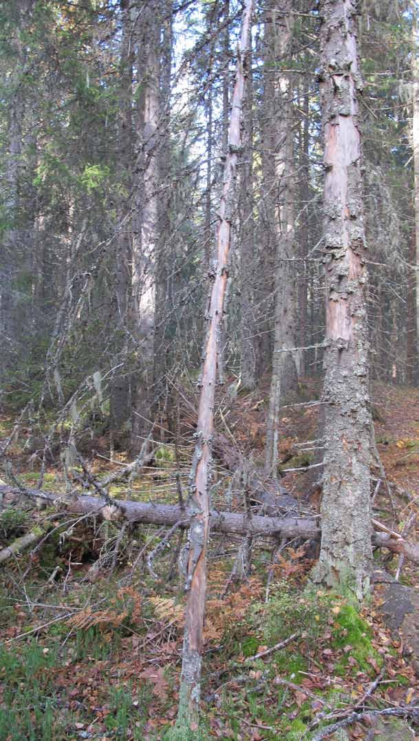 Klimatet, vår stora utmaning Klimatförändringen på grund av den ökande koldioxidhalten och dess effekter är en av vår tids stora frågor.