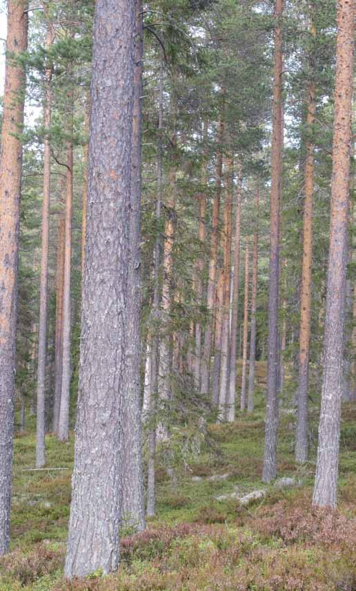 Vägmästarens hörna Upprustning vägar 2013 Drivningsvägar på Orsa Besparingsskog och mindre jordägarvägar. Orsa Besparingsskog har rustat drivningsvägar under sommaren.