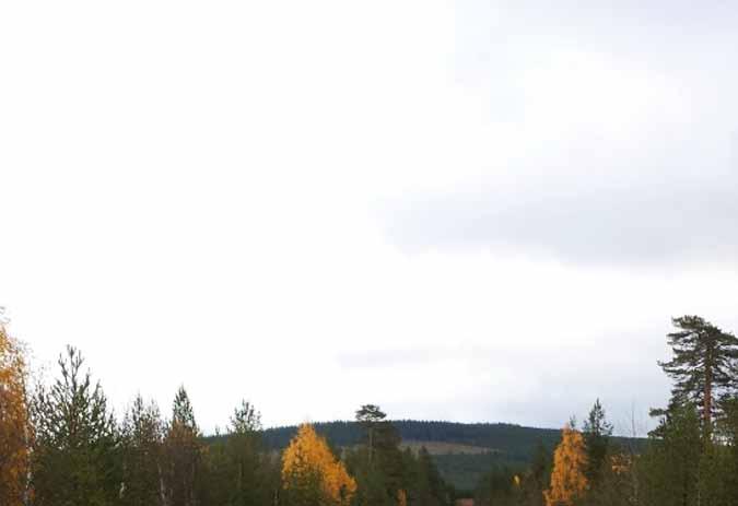 Barkberget, en brukad skog. En intensivt brukad skog tar upp stora mängder koldioxid och lagrar den som kol.