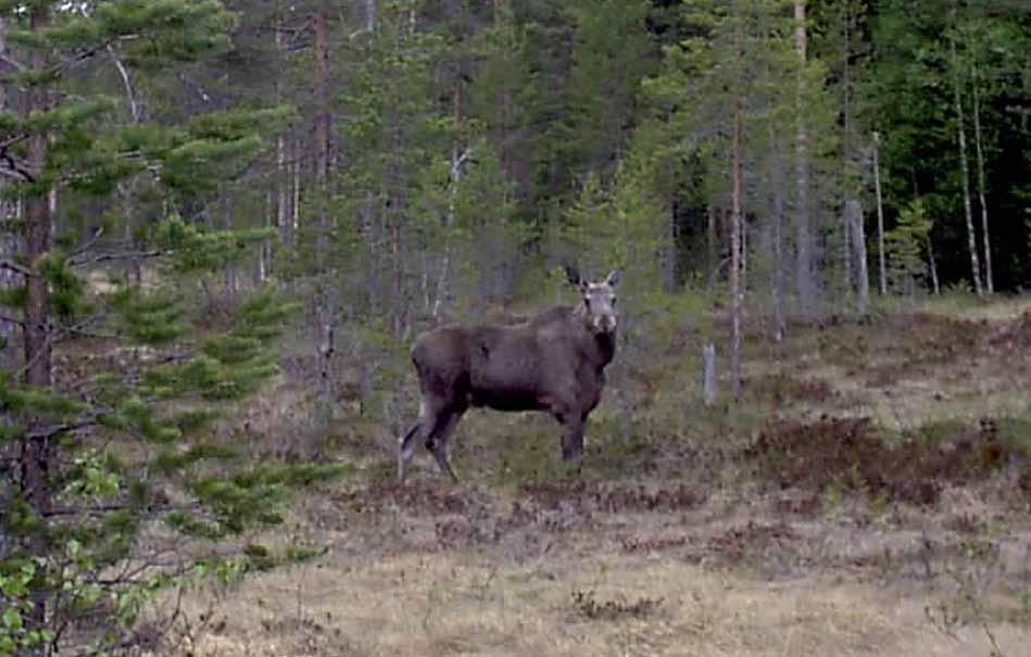 Om älgjakten de senaste åren på Orsa Besparingsskog Det sägs att den viltart som är lättast att reglera genom jakt är älgen.