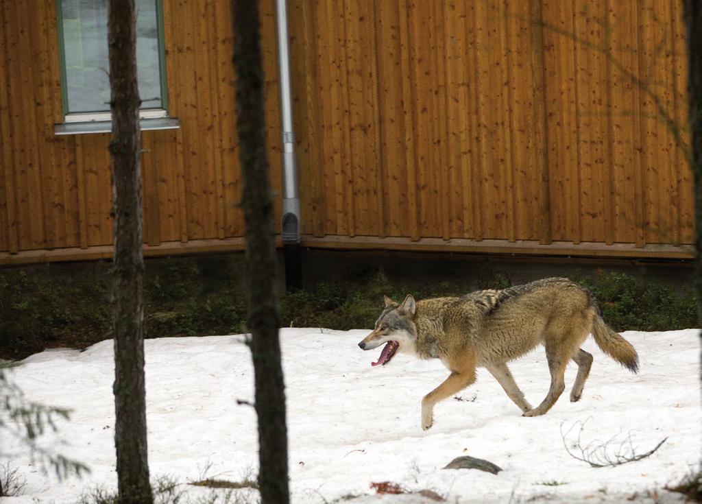 Många vill se vilda rovdjur i naturen och vill veta att de finns där. Många är beredda att betala pengar för att få se dem. Rovdjuren har lika stor rätt att leva som andra djur.