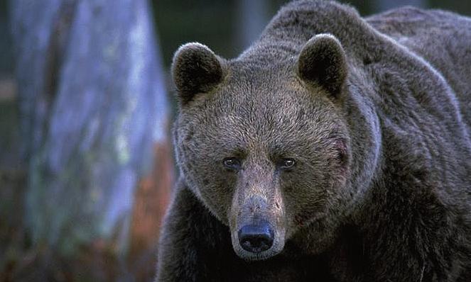 Blåbär Rangordna Kan du rangordna