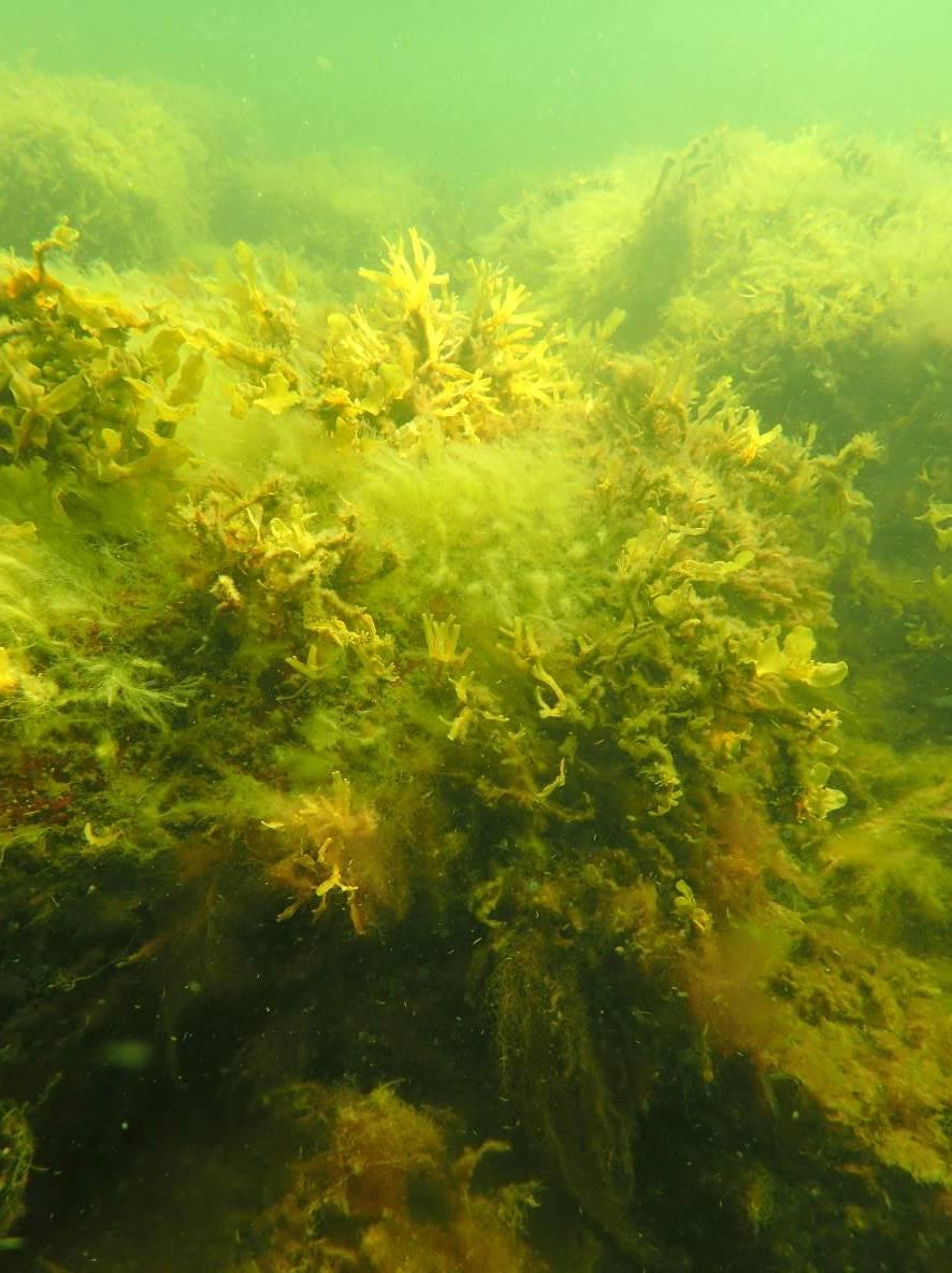 Tång och finrådiga alger I Vallviksfjärden.