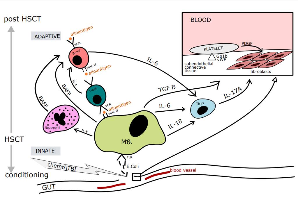 endothelial damage leads to a diminished barrier and translocation of bacteria to the blood yielding TLR pathway activation, as seen in Figure 2.