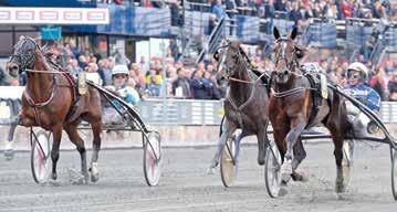 : Breddlopp - Ston -åriga och äldre st