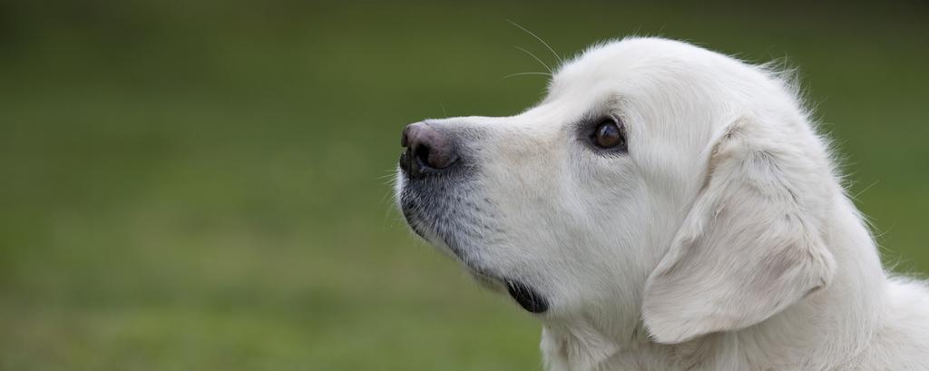 INNEHÅLL Ditt eget försäkringsbolag...3 Sveland Hund Favorit...4 Sveland Hund Special...6 Sveland Hund Maximal...8 Sveland Hund Olycksfall... 10 Utökade skydd... 12 Tilläggsförsäkringar.