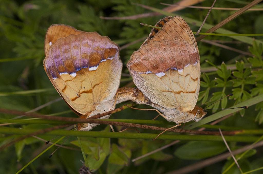 Skuggpärlemorfjärilar i kopula utanför Sighisoara. Foto: Pav Johnsson INLEDNING Detta var tredje gången AviFauna Naturresor besökte Transsylvanien.