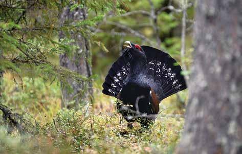 8 9 Botniarosks naturfototävling: DET HÄNDER I NATUREN Botniarosk utlyser en fototävling för sin väggkalender 22. Årets tema är Det händer i naturen.