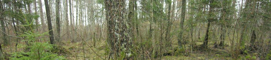 Våtmarkskartering - planområde vid Mellingeholm, Frötuna f:s,