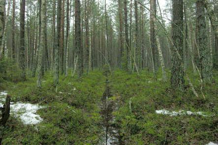 Figur 1. Dike genom tallsumpskogen i sydväst (1). Till diket ansluter flera mindre diken. Figur 2.