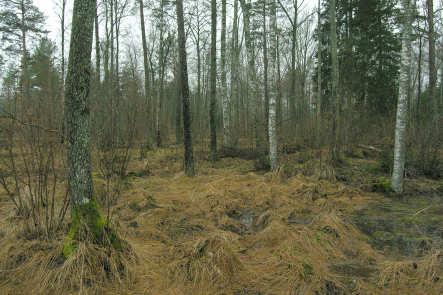 , spjutmossa Calliergonella cuspidata, gräsmossor Brachythecium spp. och vågig kvastmossa. Glasbjörkar och granar Picea abies finns på mindre socklar.