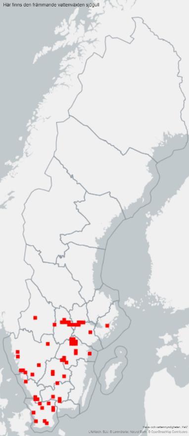 Sjögull (art av nationell betydelse) Sjögull hittas i ett nytt vattenområde nära Länsgränsen.