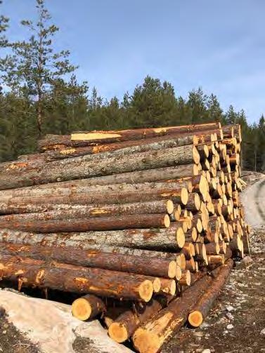 Prisskillnad tall mot grantimmer SEK / m 3 fub 90 80 70 60 50 40 30 20 10 0-10 -20-30 -40-50 -60-70 -80-90 -100-110 -120 norr mellan söder jan-98 jan-99 jan-00 jan-01